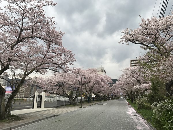 琵琶湖バス釣り