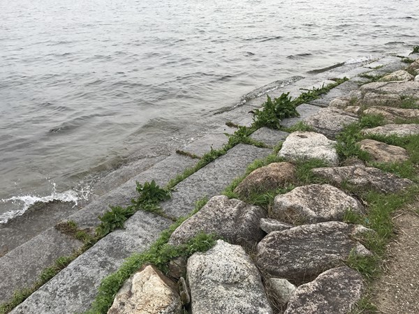 琵琶湖バス釣り