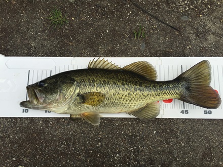 琵琶湖バス釣り