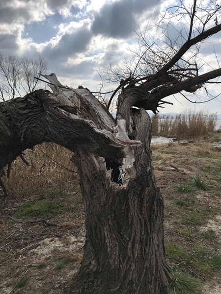 琵琶湖バス釣り