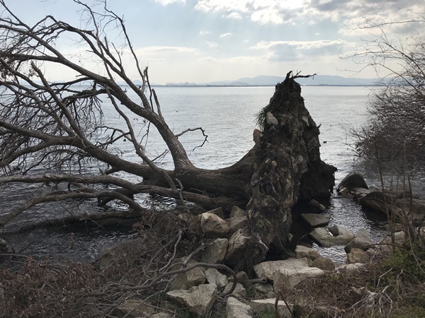 琵琶湖バス釣り