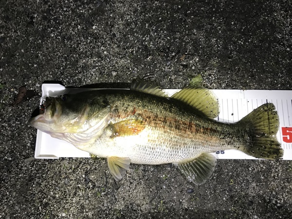 琵琶湖バス釣り