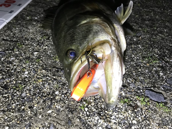 琵琶湖バス釣り