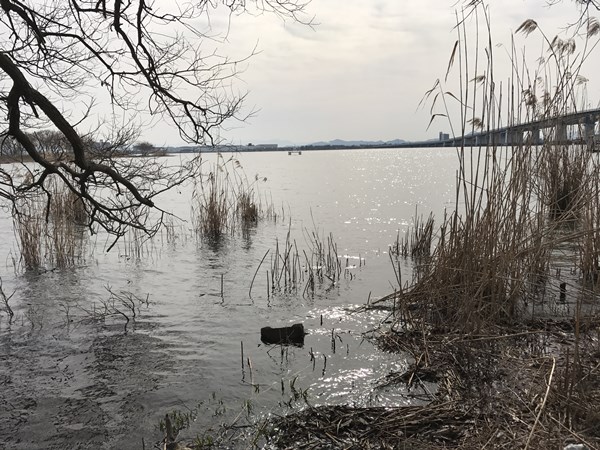 琵琶湖バス釣りポイント 米プラ