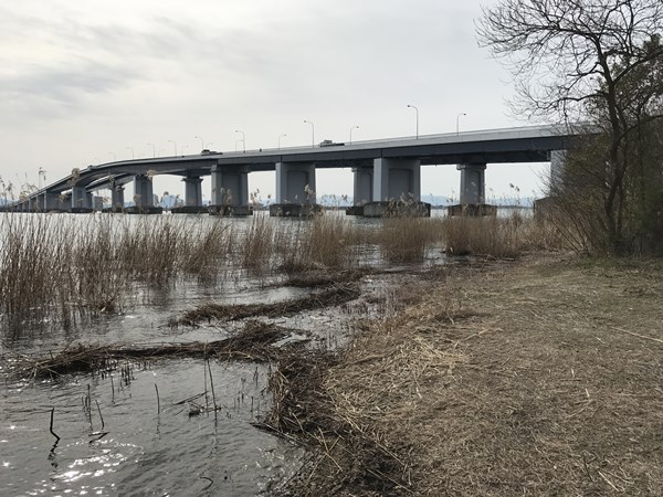 琵琶湖バス釣りポイント 米プラ