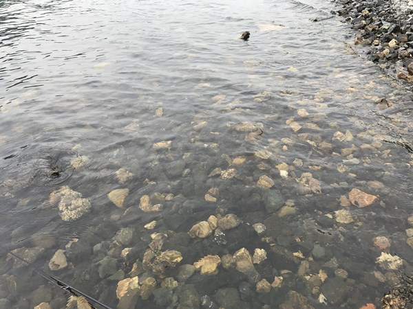 琵琶湖バス釣り