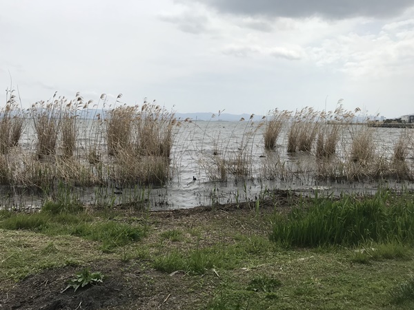 琵琶湖バス釣りポイント