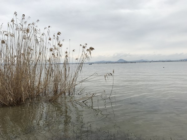 琵琶湖バス釣りポイント　坂本