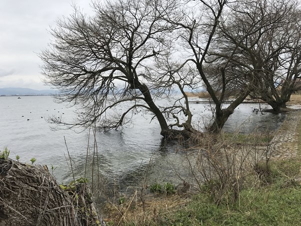 琵琶湖バス釣りポイント　坂本