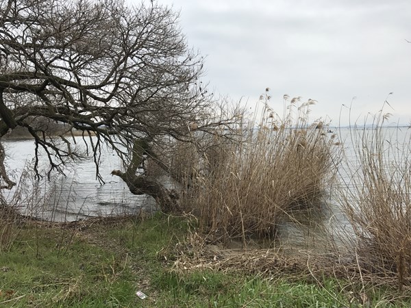 琵琶湖バス釣りポイント　坂本