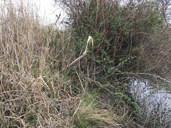 琵琶湖バス釣りポイント　高橋川河口