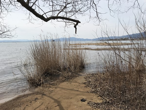 琵琶湖バス釣りポイント　天神川