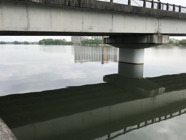 琵琶湖バス釣り