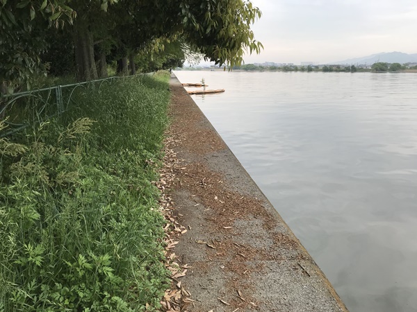 琵琶湖バス釣り