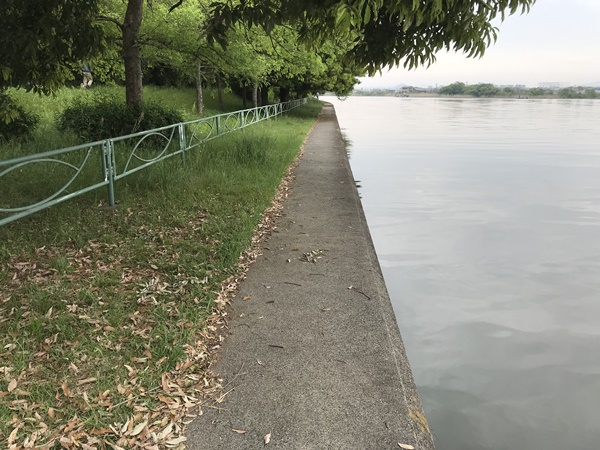 琵琶湖バス釣り