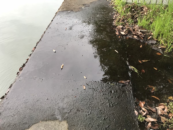 琵琶湖バス釣り