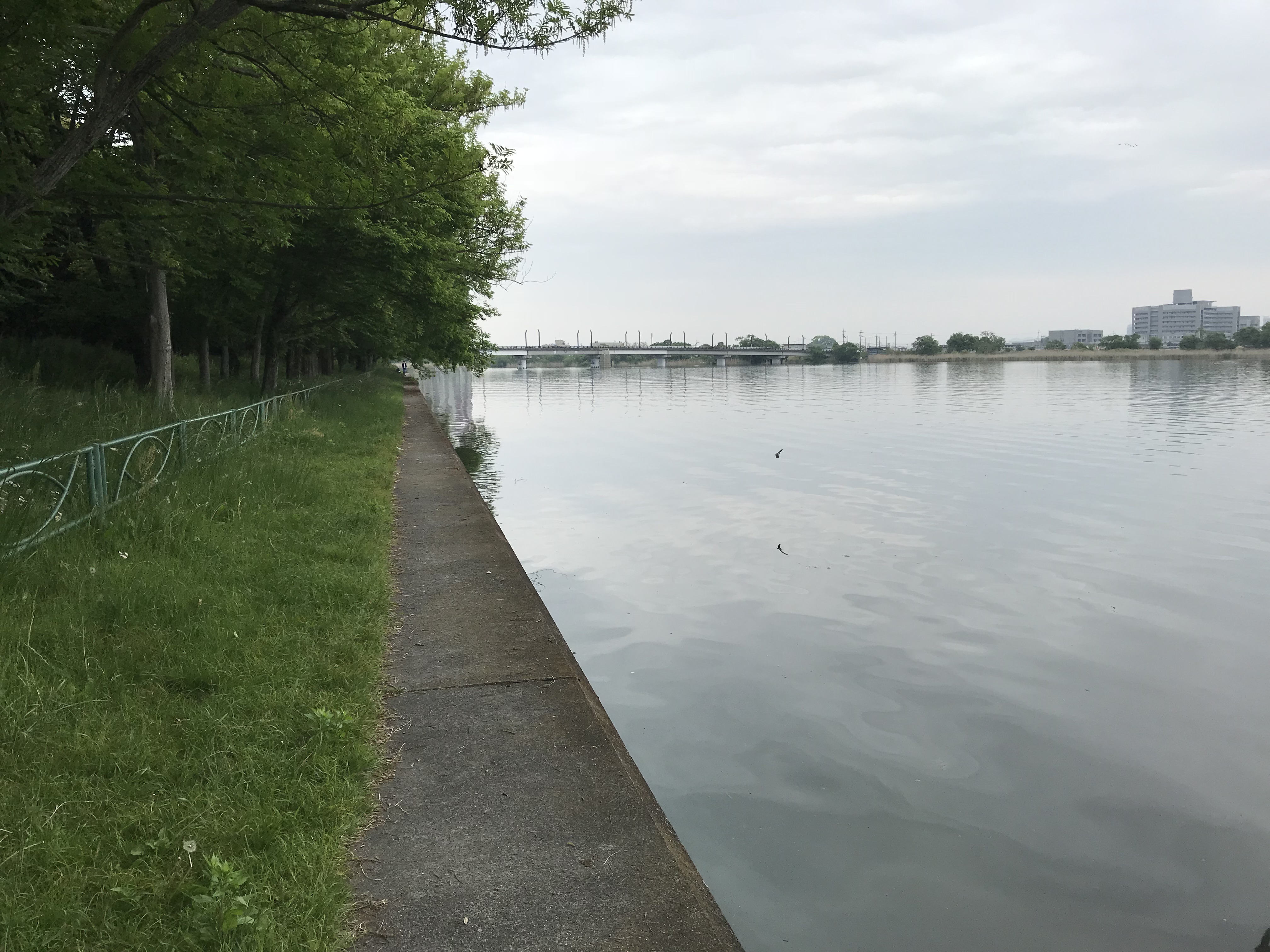 琵琶湖バス釣り