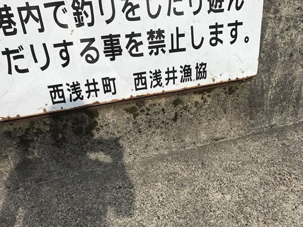 琵琶湖バス釣りポイント