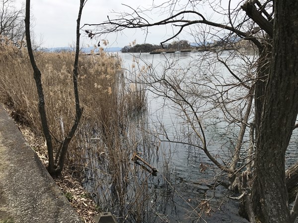 琵琶湖バス釣りポイント　雄琴港
