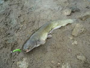 青野ダムバス釣り