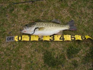 琵琶湖でキャンプとバス釣り