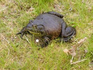 琵琶湖でキャンプとバス釣り