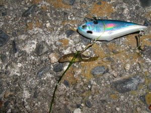 琵琶湖バス釣り