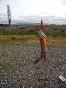 琵琶湖バス釣り