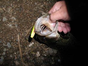 琵琶湖バス釣り