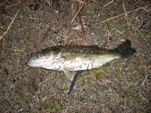 琵琶湖バス釣り