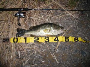 琵琶湖バス釣り