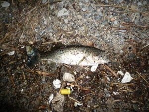 琵琶湖バス釣り