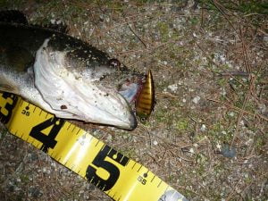 琵琶湖バス釣り