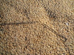 琵琶湖バス釣り