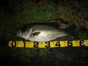 琵琶湖バス釣り