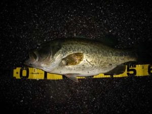 琵琶湖バス釣りロクマル