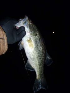 琵琶湖バス釣り