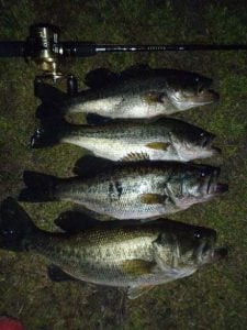 琵琶湖バス釣り