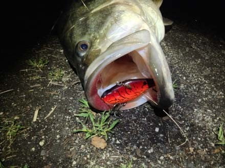 琵琶湖バス釣り