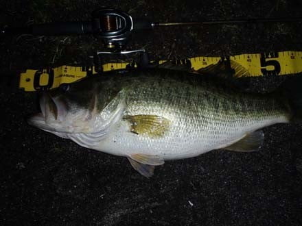 琵琶湖バス釣り