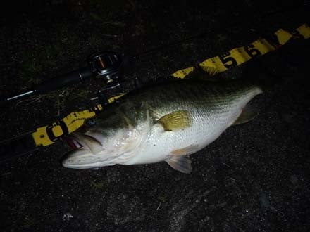 琵琶湖バス釣り