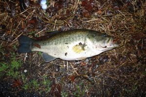 琵琶湖バス釣り