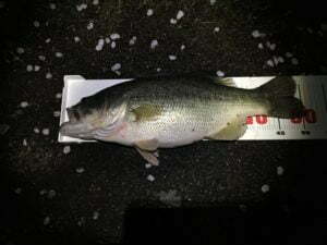 琵琶湖バス釣り