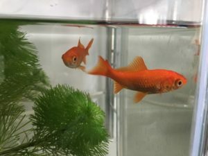 琵琶湖バス釣り