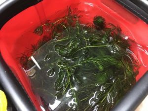 琵琶湖バス釣り