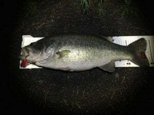 琵琶湖バス釣り
