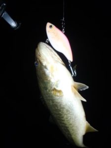 琵琶湖バス釣り