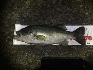 琵琶湖バス釣り