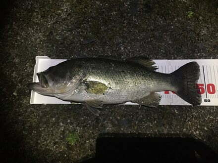 琵琶湖バス釣り