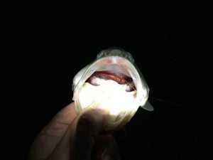 琵琶湖バス釣り